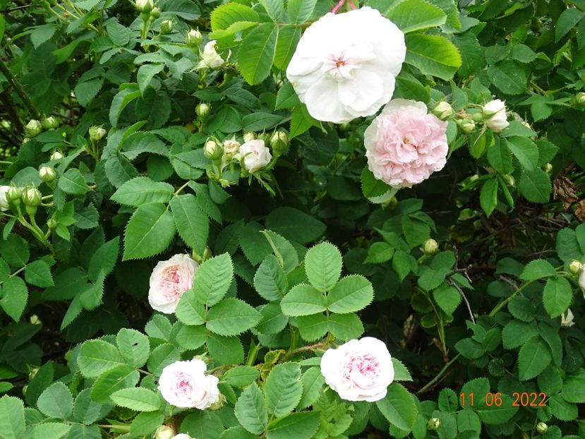  - Trandafiri 2022