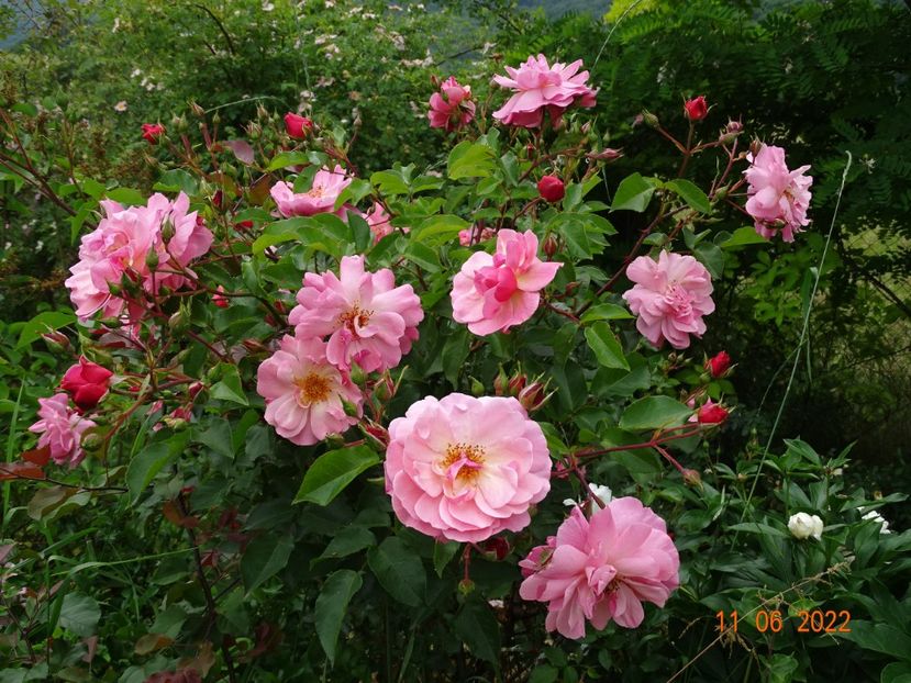  - Trandafiri 2022