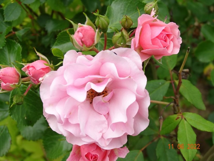  - Trandafiri 2022