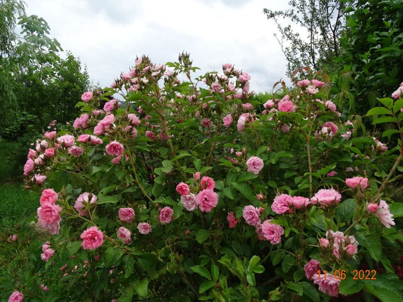  - Trandafiri 2022