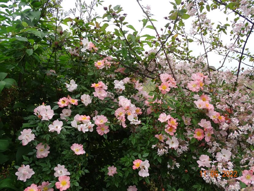  - Trandafiri 2022