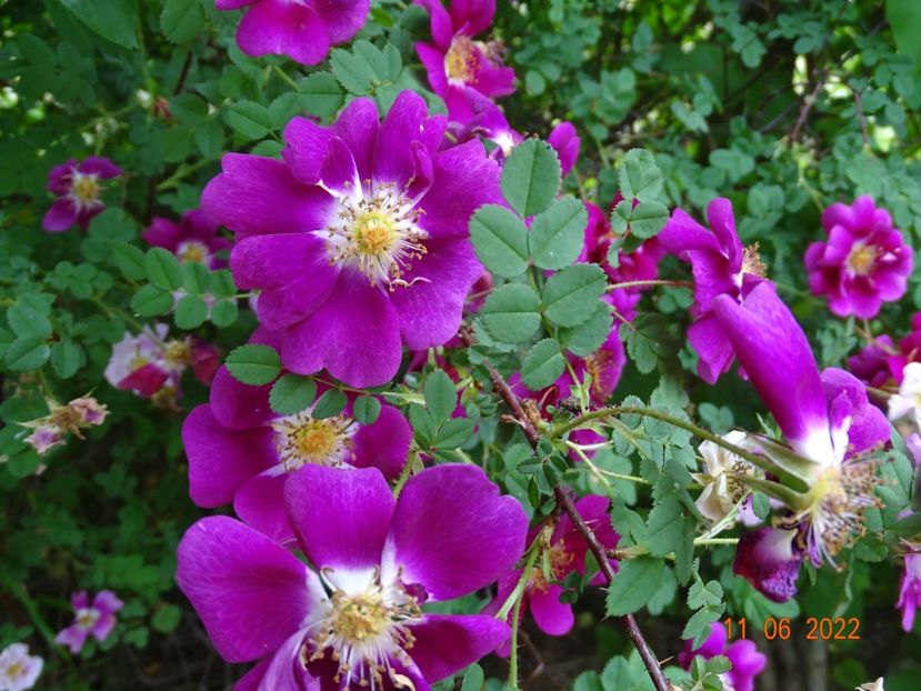  - Trandafiri 2022