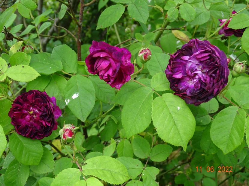  - Trandafiri 2022