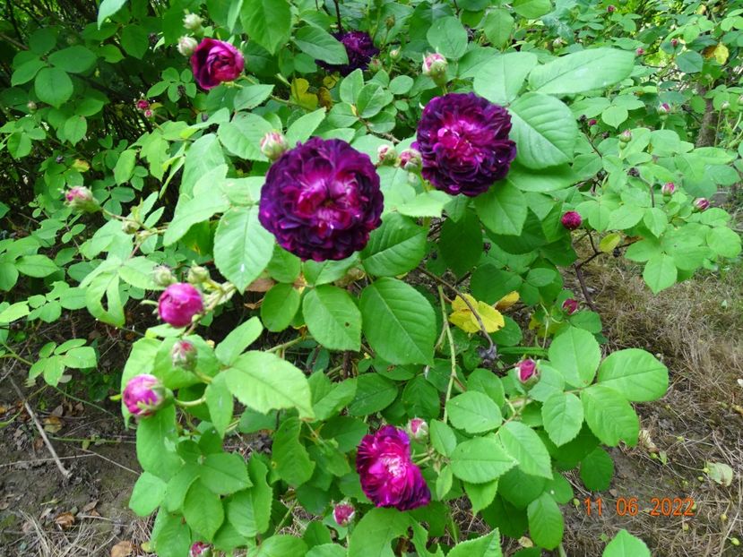  - Trandafiri 2022