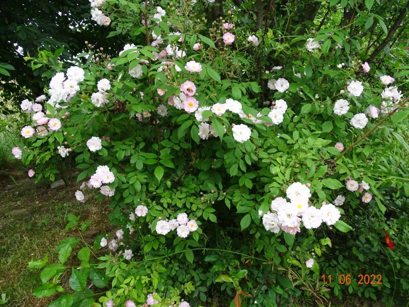  - Trandafiri 2022
