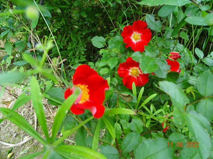 - Trandafiri 2022