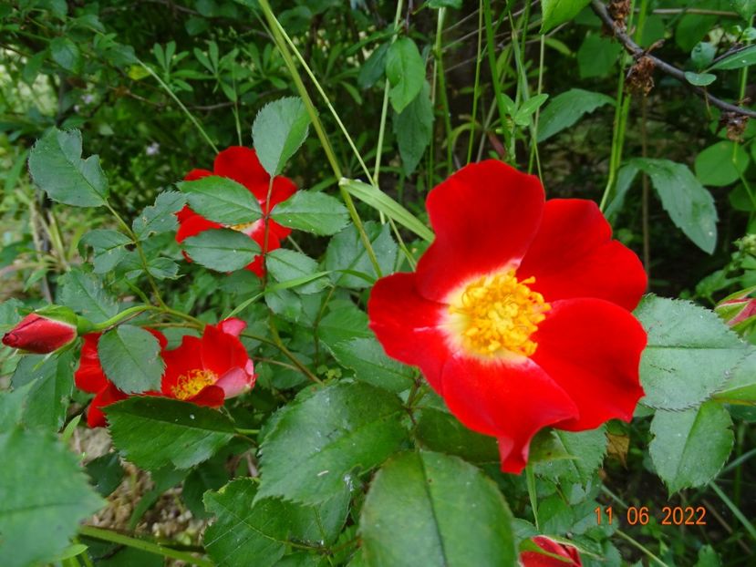  - Trandafiri 2022
