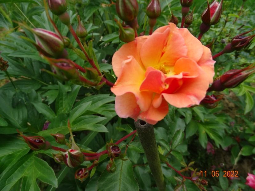  - Trandafiri 2022
