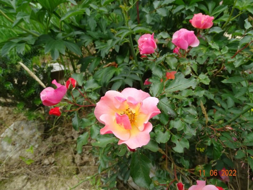  - Trandafiri 2022