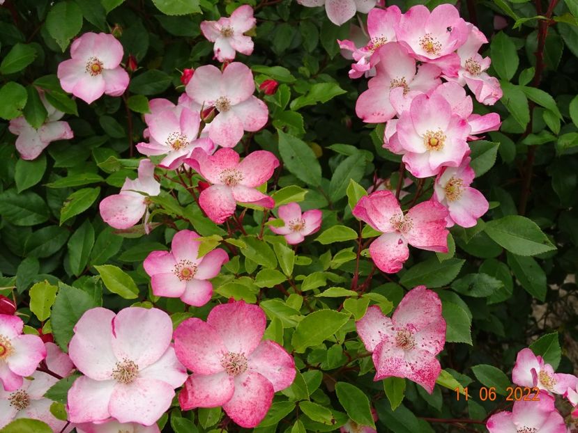  - Trandafiri 2022