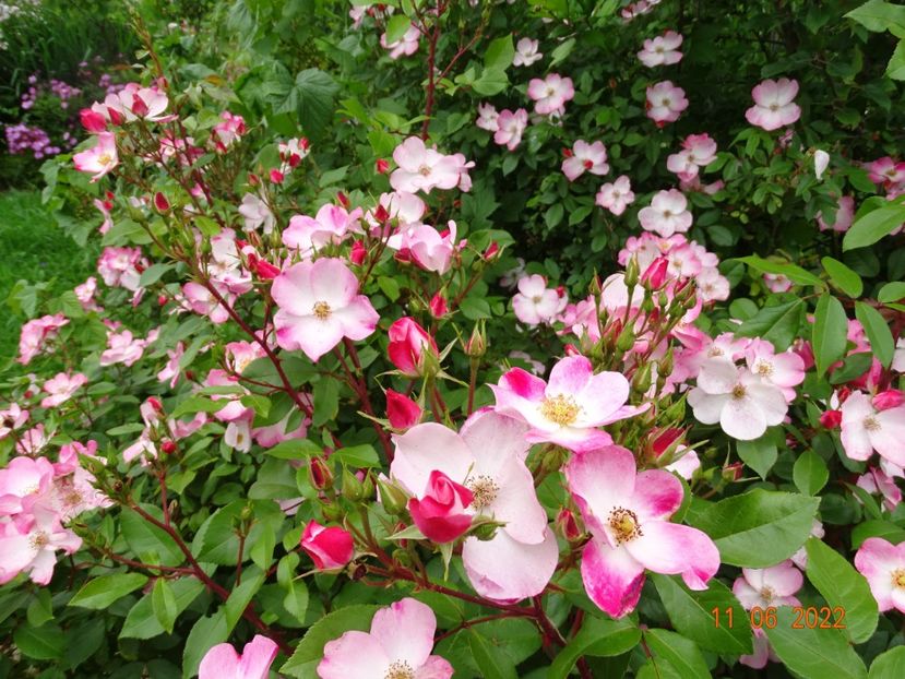  - Trandafiri 2022
