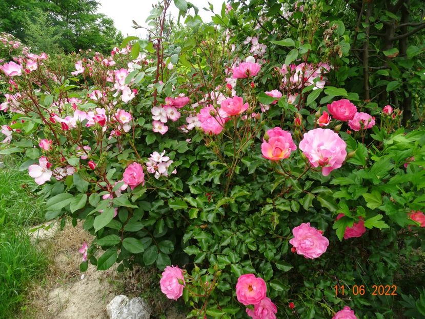 - Trandafiri 2022