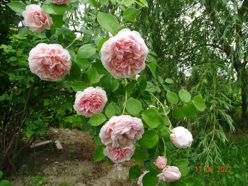  - Trandafiri 2022