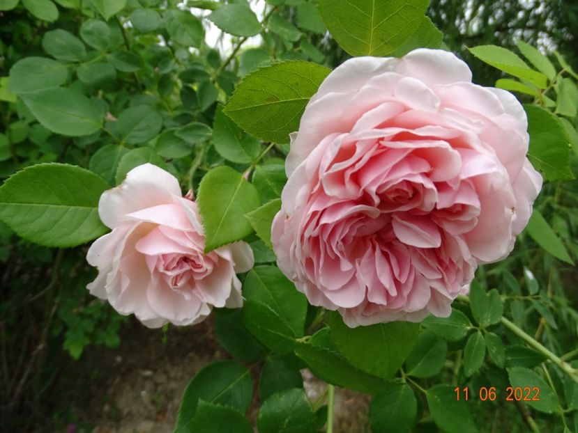  - Trandafiri 2022
