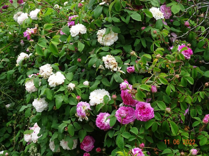 - Trandafiri 2022