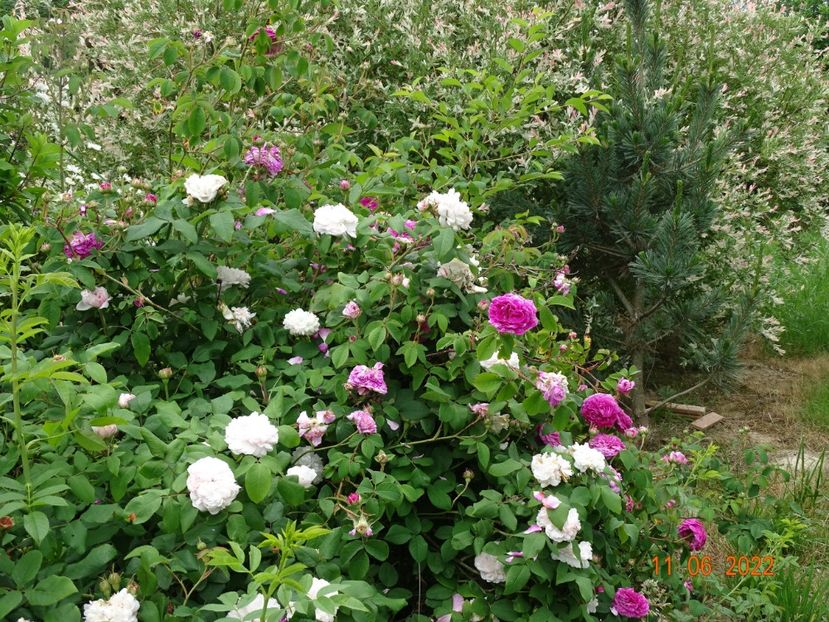  - Trandafiri 2022