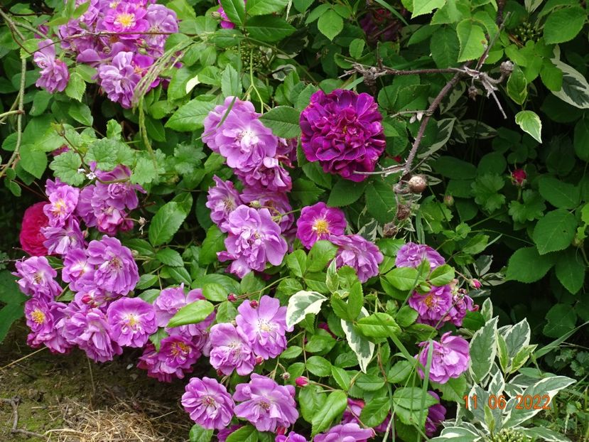 - Trandafiri 2022