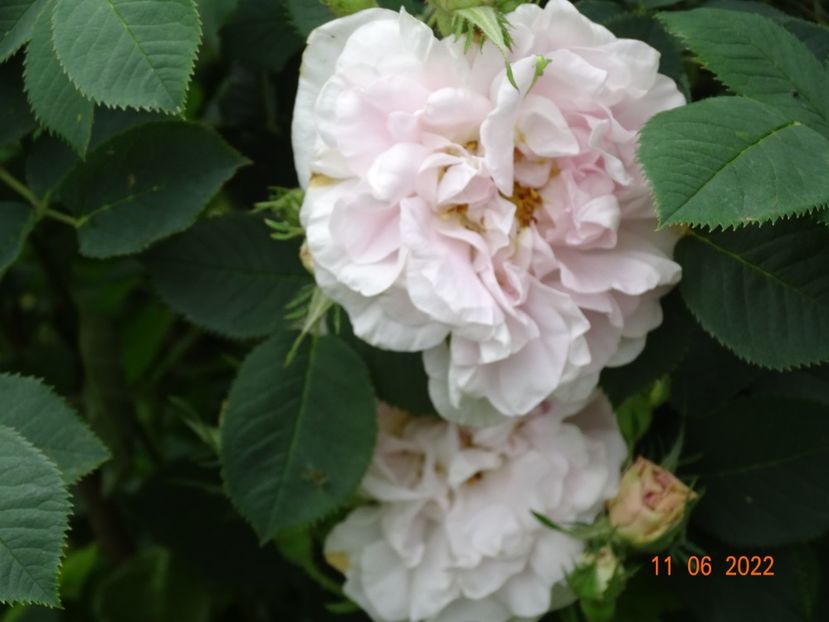  - Trandafiri 2022