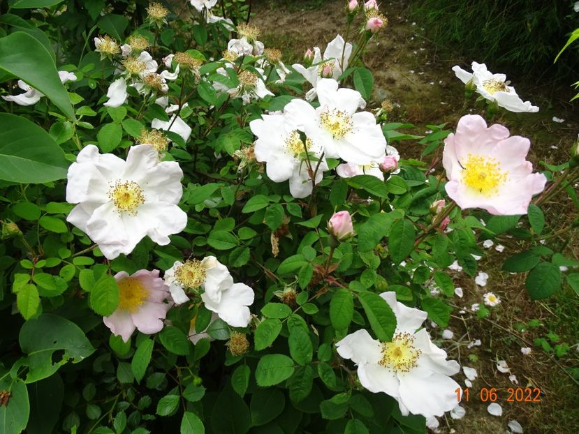 - Trandafiri 2022
