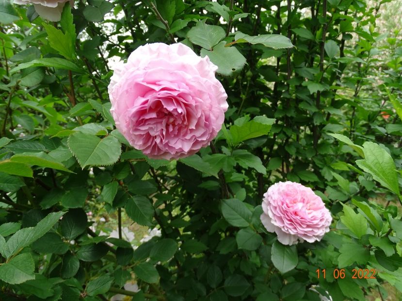  - Trandafiri 2022