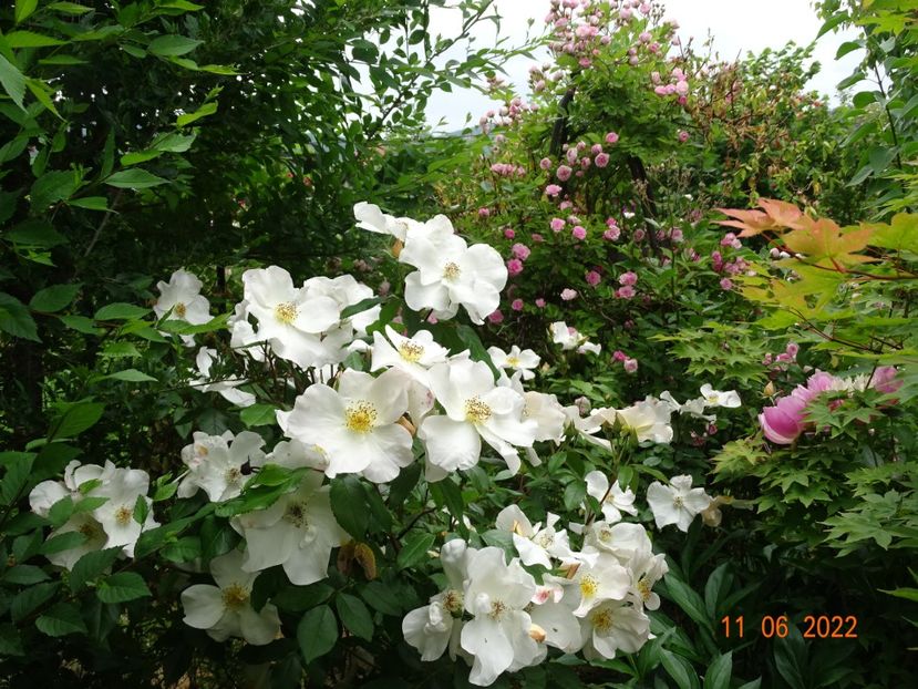  - Trandafiri 2022
