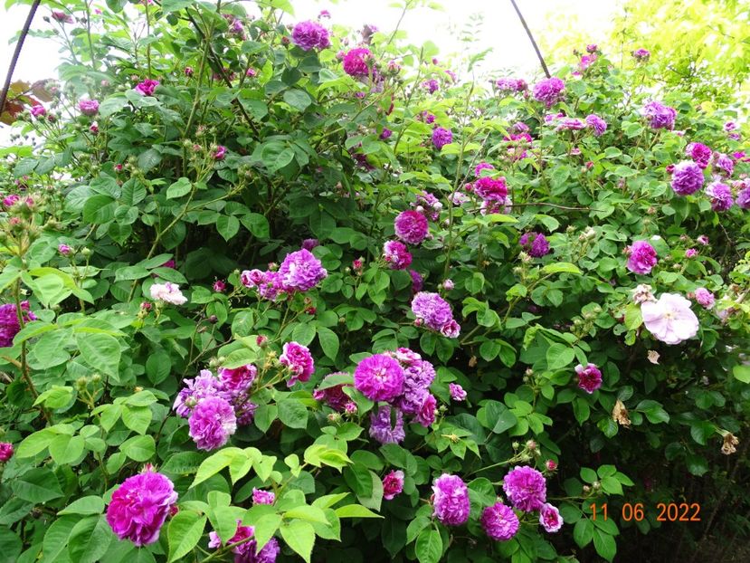  - Trandafiri 2022