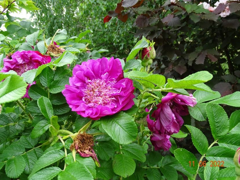  - Trandafiri 2022
