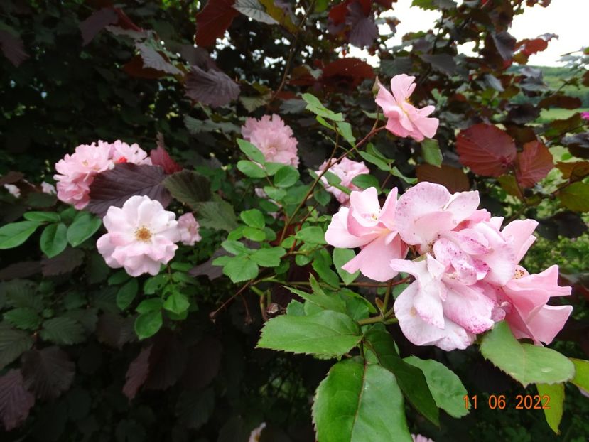  - Trandafiri 2022