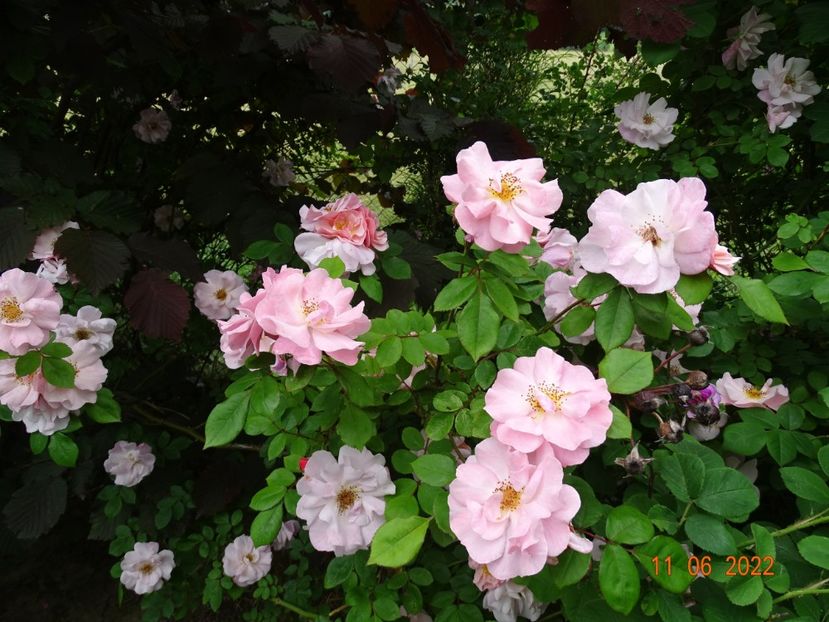  - Trandafiri 2022