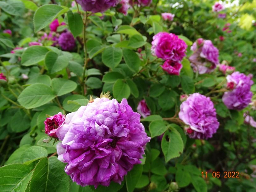  - Trandafiri 2022