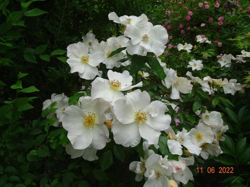  - Trandafiri 2022