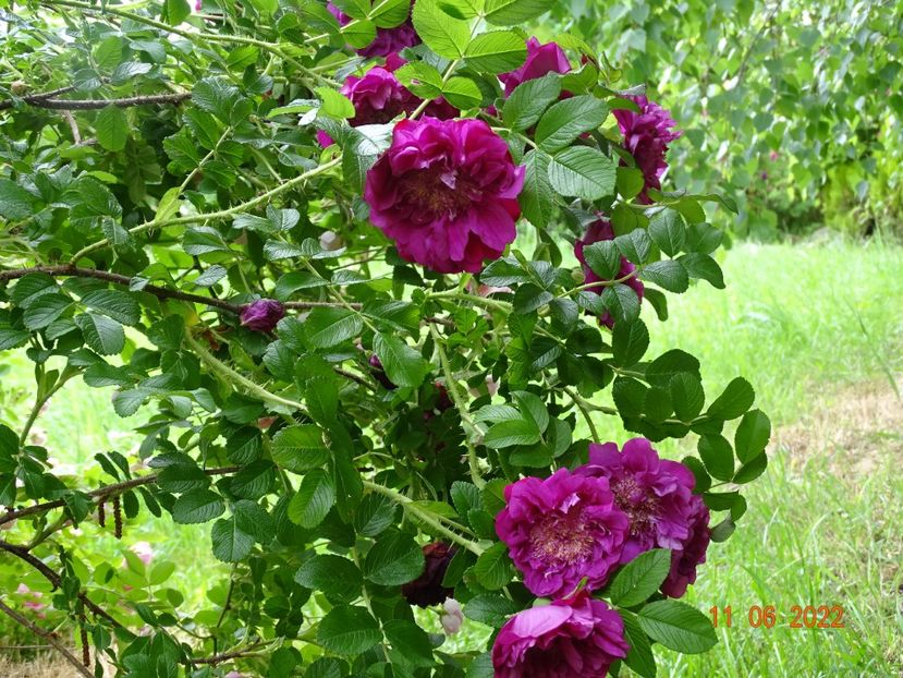  - Trandafiri 2022