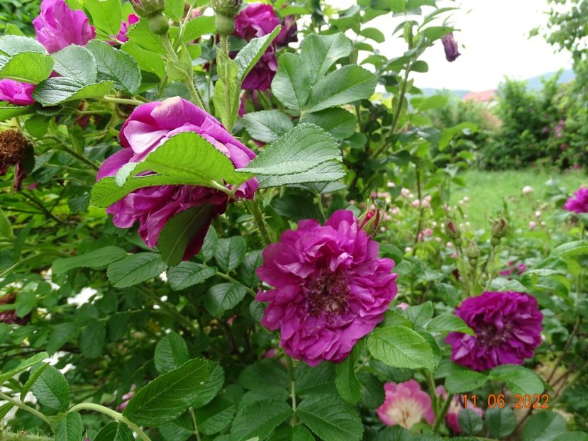  - Trandafiri 2022