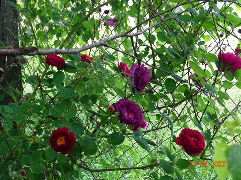  - Trandafiri 2022