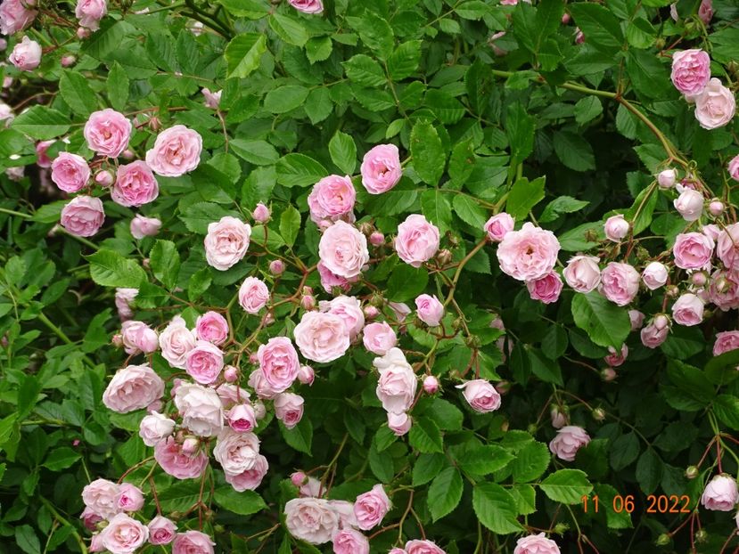 - Trandafiri 2022