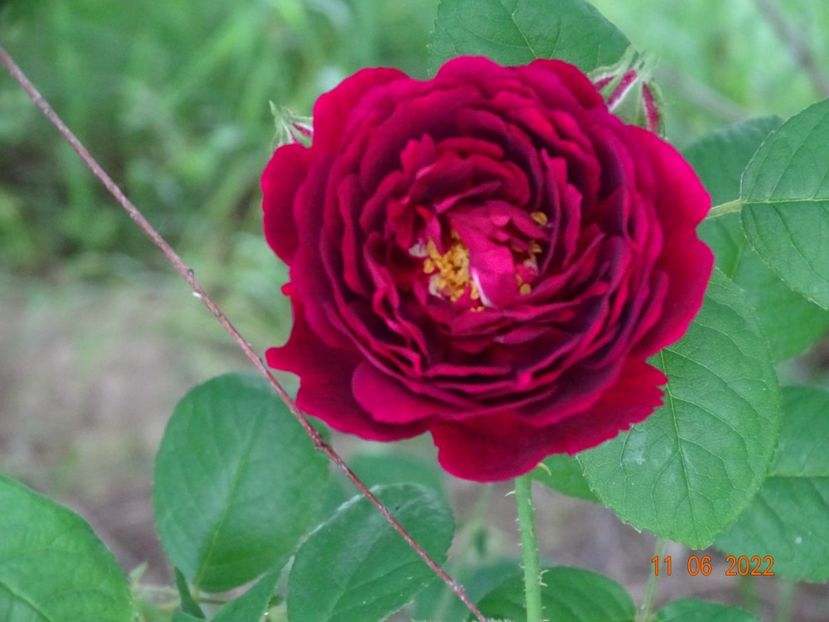  - Trandafiri 2022