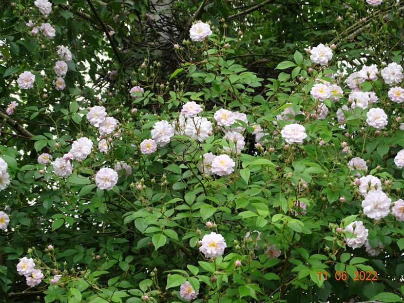  - Trandafiri 2022
