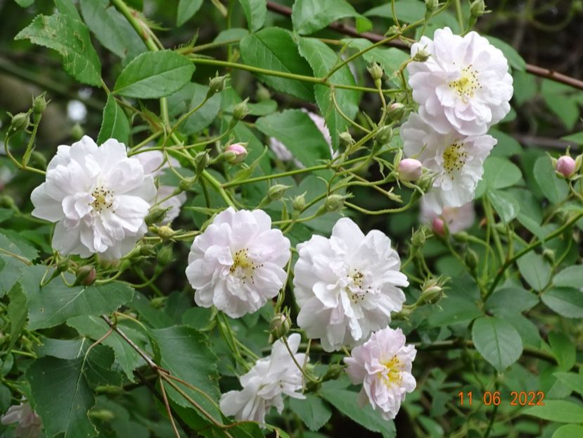  - Trandafiri 2022