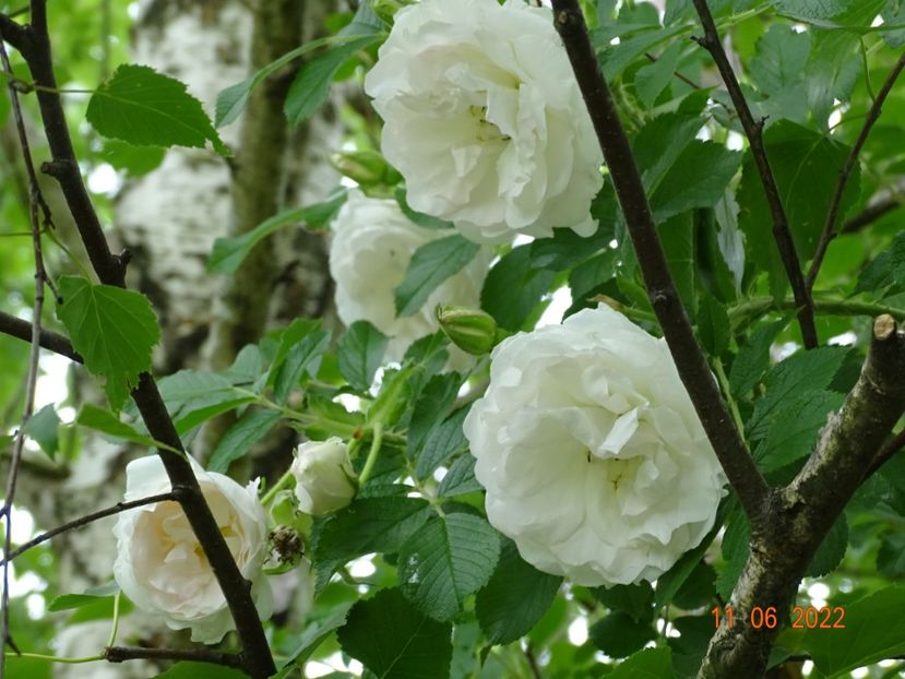  - Trandafiri 2022
