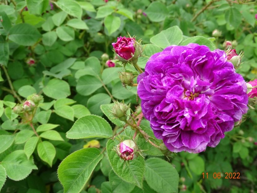  - Trandafiri 2022