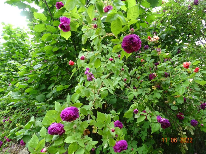  - Trandafiri 2022