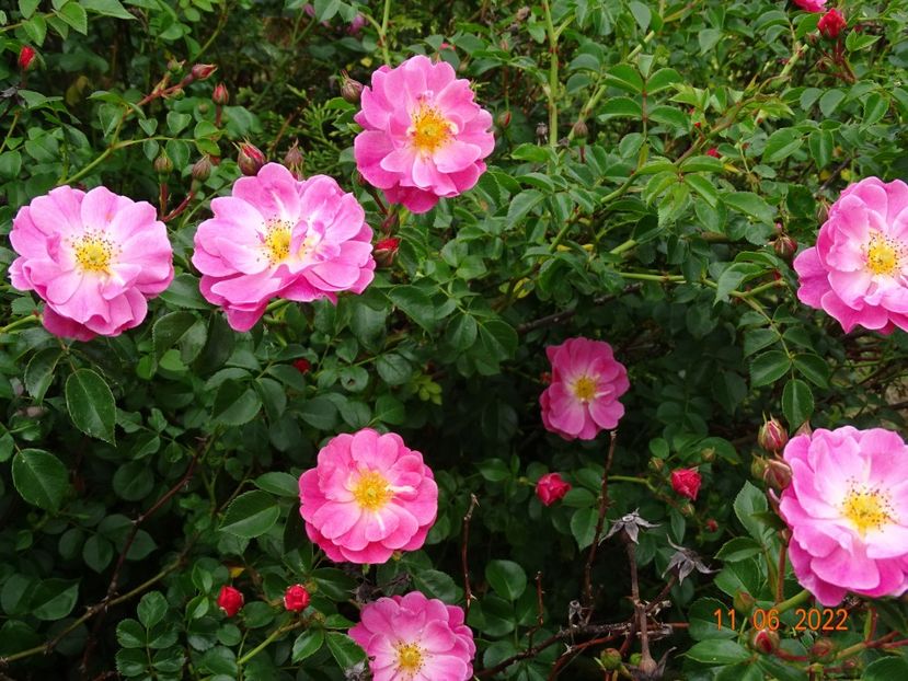  - Trandafiri 2022