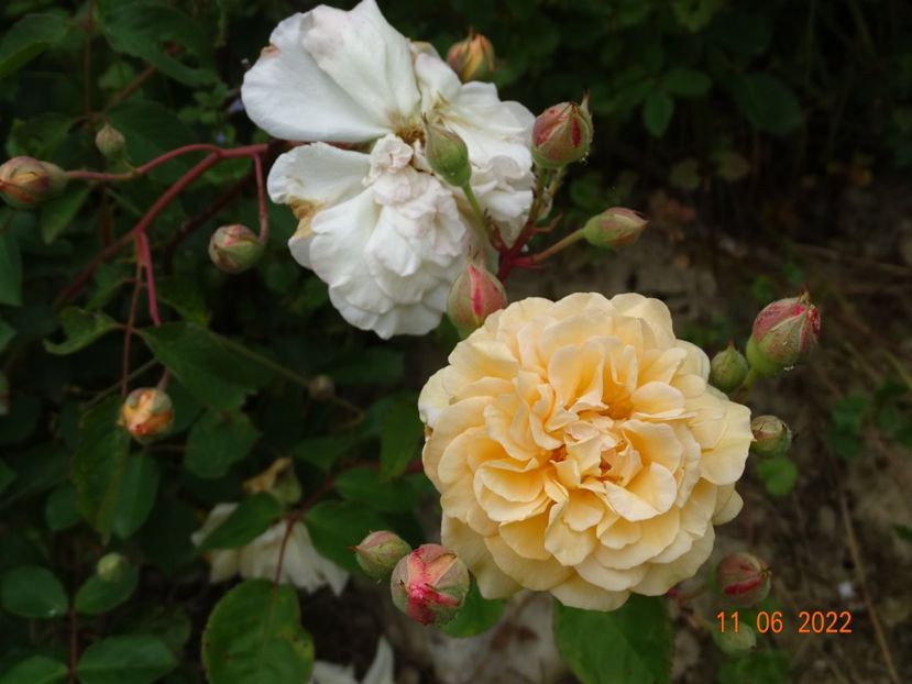  - Trandafiri 2022