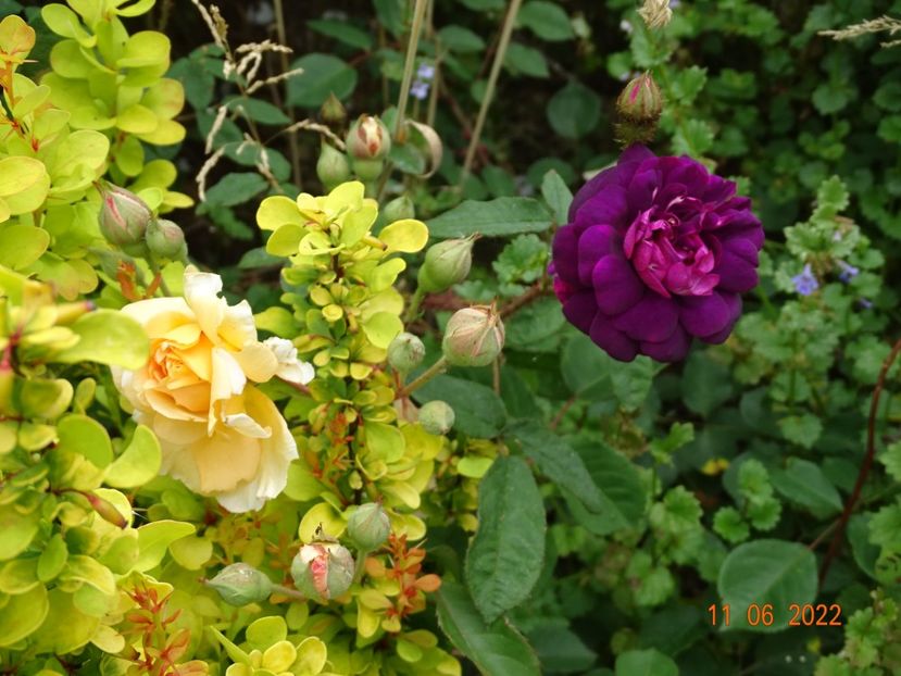  - Trandafiri 2022