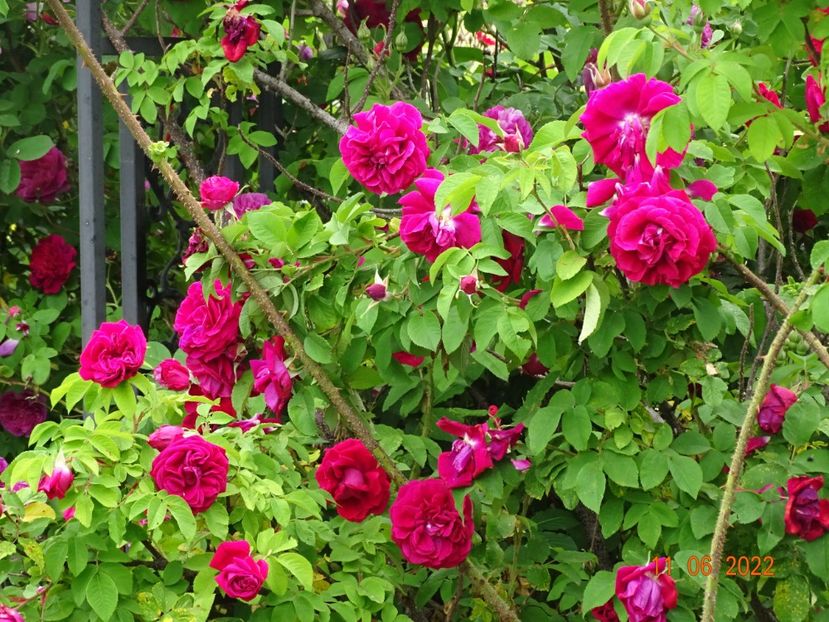  - Trandafiri 2022