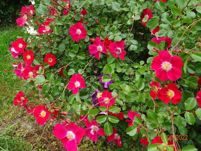  - Trandafiri 2022