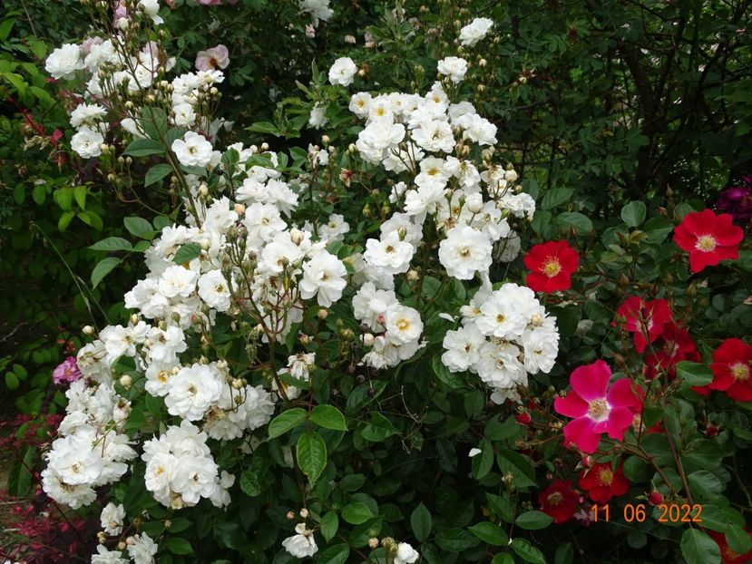  - Trandafiri 2022