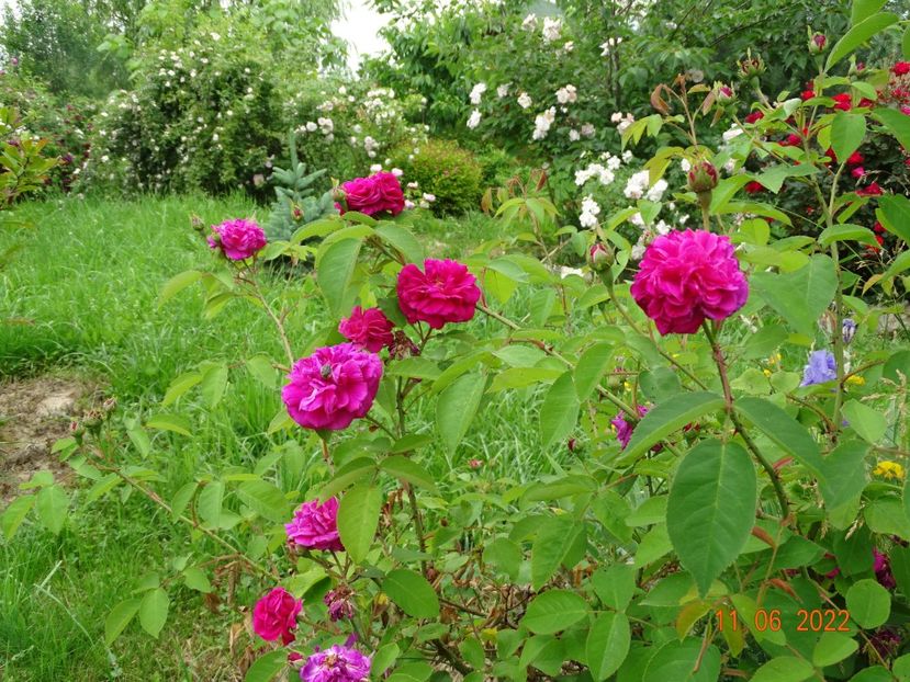  - Trandafiri 2022