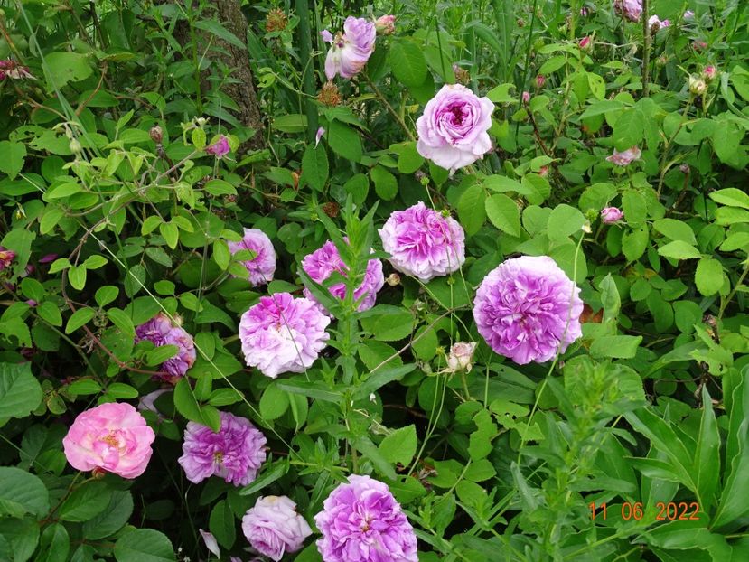  - Trandafiri 2022