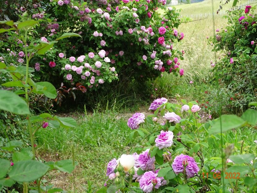  - Trandafiri 2022